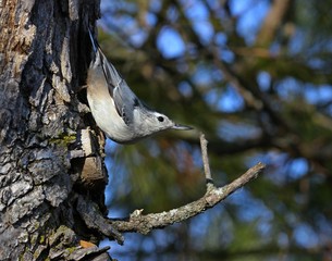 Fototapeta premium White Breasted Nuthatch