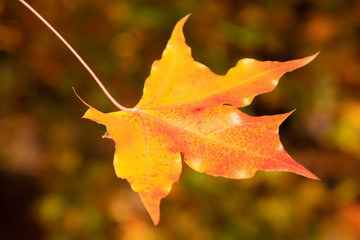 Yellow maple leaves