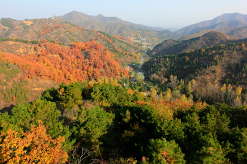 vegetation in mountain