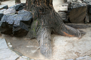 old tree roots on the ground