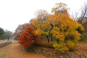Naklejka premium Color trees in chengde mountain resort, China