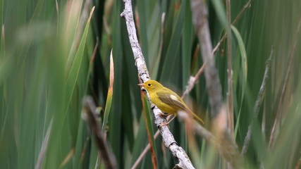 Yellow Warbler