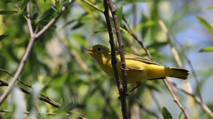 Yellow Warbler