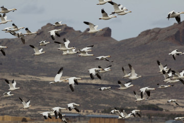 A flock of migrating Snow Geese take to the air in flight