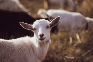 Cute goat grazing on  grass outdoors. World Pet Day