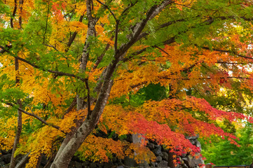 小諸城址懐古園　紅葉まつり
