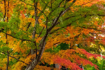 小諸城址懐古園　紅葉まつり