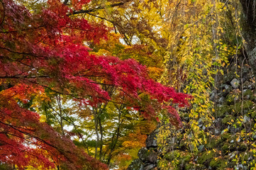 小諸城址懐古園　紅葉まつり