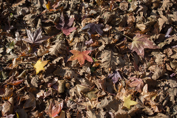 Autumn background with dry leaves