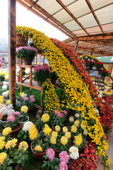 Chrysanthemum decorated in chengde mountain resort, China