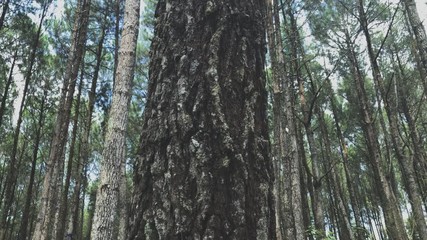 Close up video view footage of pine tree trunk rough textured from vertical panning down movement with tight forest background - Powered by Adobe