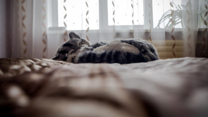 Gray Striped purebred cat on the bed