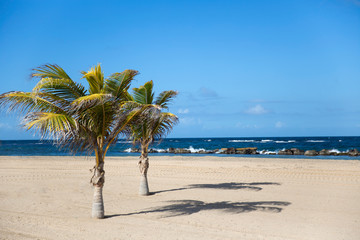 Pristine Caribbean beach with palm trees

