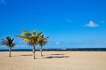 Pristine Caribbean beach with palm trees
