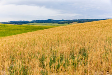 Two-toned fields of Grain