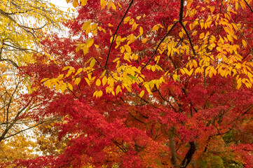 小諸城址懐古園　紅葉まつり
