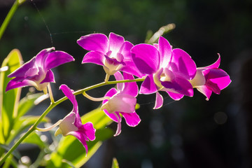 Fototapeta na wymiar Blossom PurPle Orchids With Dark Background