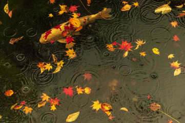 小諸城址懐古園　紅葉まつり