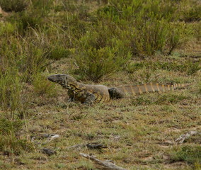 Very large Rock Monitor lizard sunning itself.