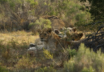 Three cute lion cubs lying in the shade on a hot day in South Africa.