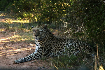 Leopard male resting in the shade of a large bush.