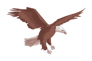 wild eagle  cartoon