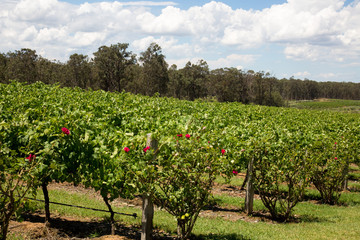 Fototapeta na wymiar Hunter Valley Wine region in New South Wales Australia