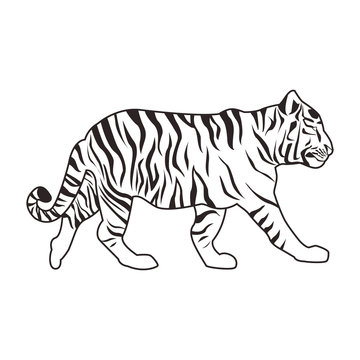 wild tiger body  cartoon
