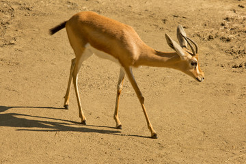 Dorcas gazelle (Gazella dorcas).