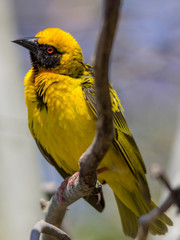 close up of a masked weaver bird perched on a branch 