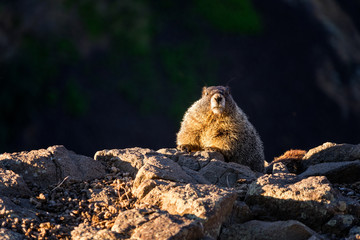 Naklejka na ściany i meble Marmots on a cliff