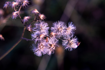 purple thistle flower