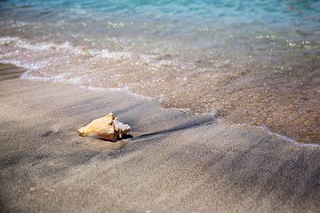 Fototapeta na wymiar Single Conch Shell on black sandy beach in St. Kitts 