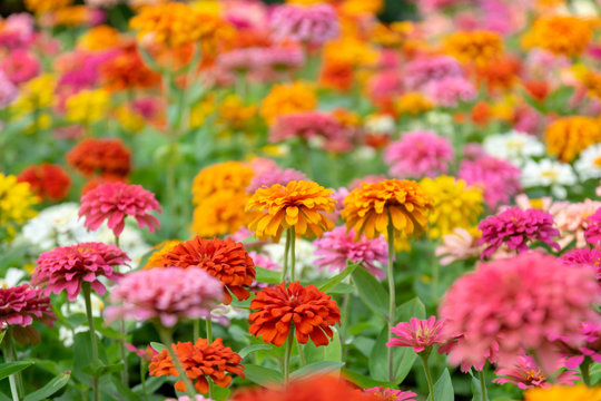 Zinnia flowers in the garden is a popular flower grown in the house and the place because many beautiful colors.