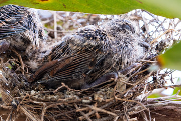bird in the nest
