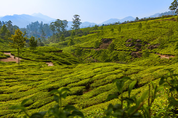 Fototapeta na wymiar Tea plantation at hilly station in Munnar in India