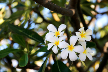 White Plumeria flowers in full bloom
