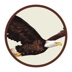wild eagle cartoon