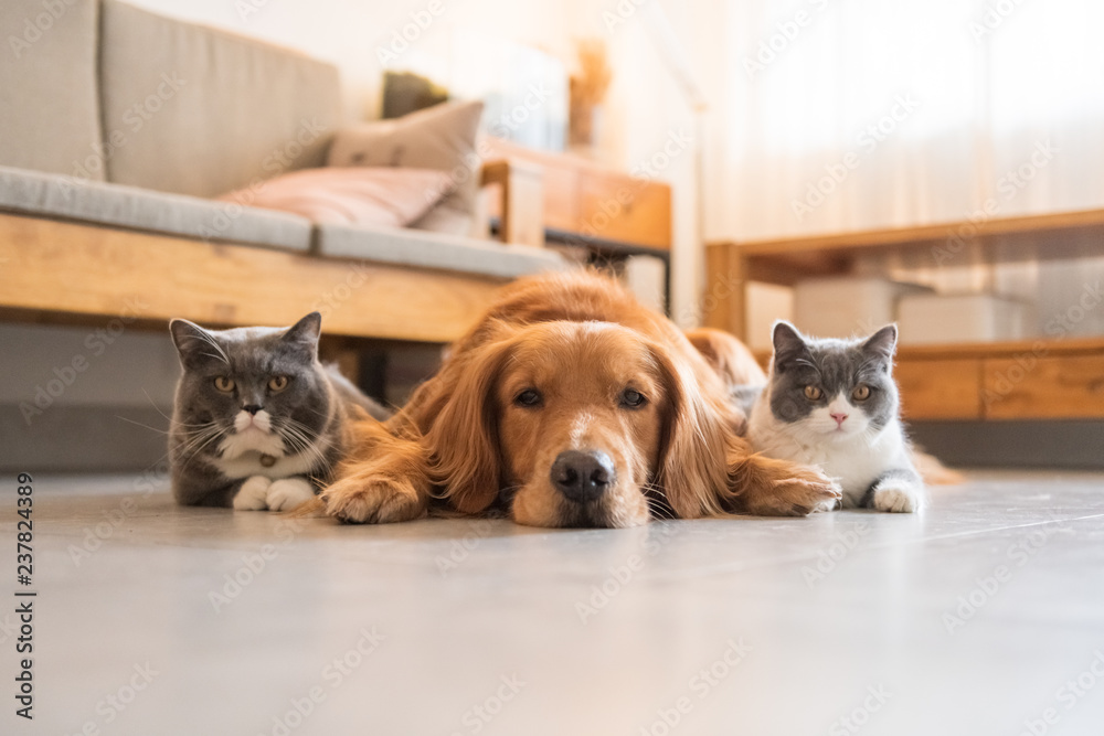 Wall mural Golden Hound and British short-haired cat