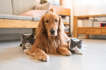 Golden Hound and British short-haired cat