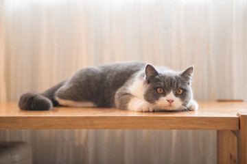 British short-haired cat lying on the table