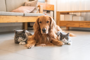 Golden Hound and British short-haired cat