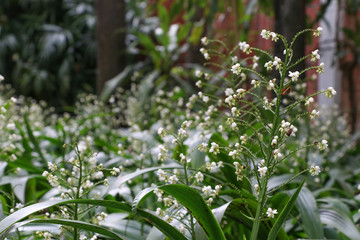 Cola De Gallo at garden