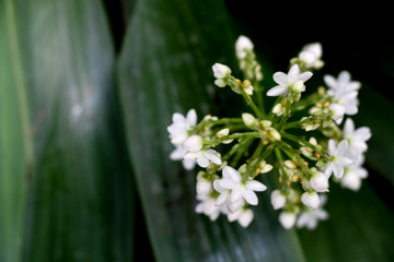 Cola De Gallo at garden