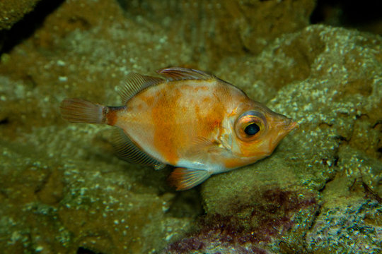 Boarfish (Capros aper).