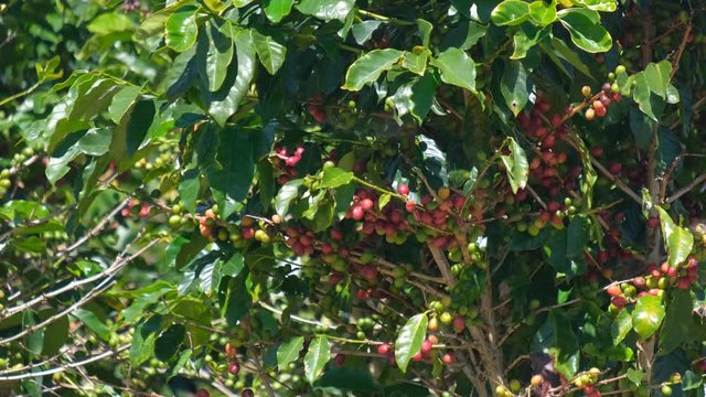 Coffee bean on coffee tree in cafe plantation. Royalty high-quality free stock video footage of coffee tree with red ripe fruit on tree in cafe farm and plantations. Vietnam agriculture 