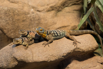Baja blue rock lizard (Petrosaurus thalassinus) and  blue spiny lizard (Sceloporus serrifer).