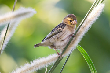 close up of a red biulled quella collecting nesting materials 
