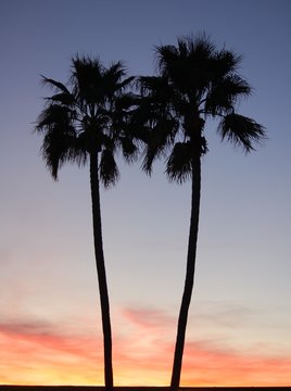 Just the two of us - pair of palm trees on resort vacation