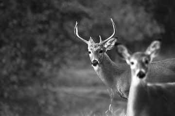 a white tail buck and doe black and white image.